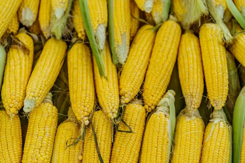 Sweet While It Lasts: The Real Reason Farm Stand Corn Ruins the Grocery Store Kind Forever