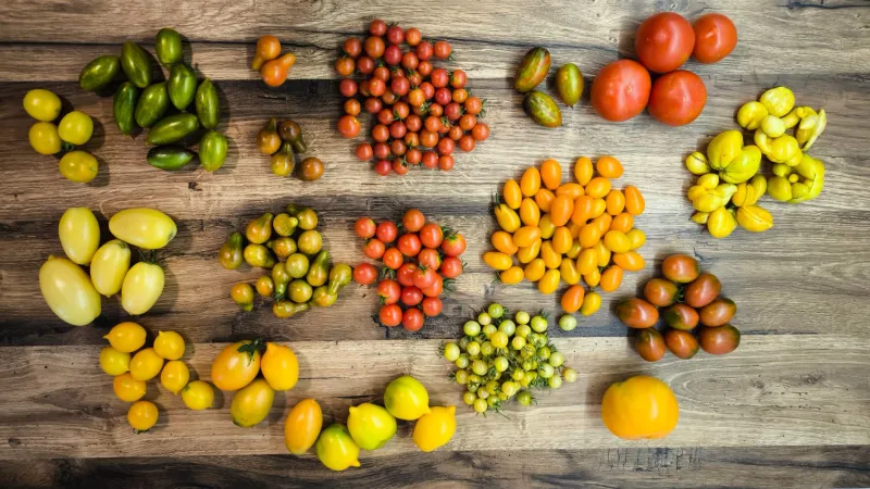 Close, But Not Quite: Why the Heirloom on Your Plate Still Isn't the One Your Grandma Grew