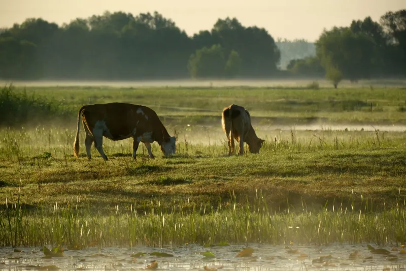 What Small Farmers Know About Meat Prices That Your Grocery Store Never Will